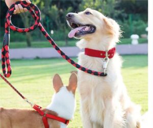 dog leash