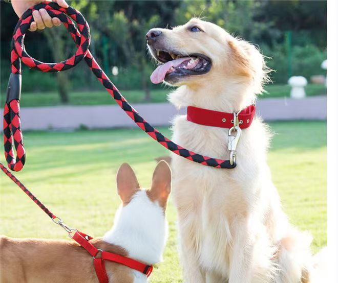 dog leash